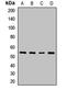 Serine Palmitoyltransferase Long Chain Base Subunit 2 antibody, orb411880, Biorbyt, Western Blot image 