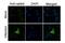 Influenza A Virus PA antibody, PA5-32224, Invitrogen Antibodies, Immunofluorescence image 