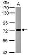 Protocadherin Beta 3 antibody, PA5-31129, Invitrogen Antibodies, Western Blot image 