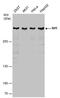 Replication Timing Regulatory Factor 1 antibody, PA5-78522, Invitrogen Antibodies, Western Blot image 