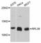 Ribosomal Protein L38 antibody, PA5-76514, Invitrogen Antibodies, Western Blot image 