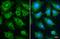 Ajuba LIM Protein antibody, GTX134670, GeneTex, Immunocytochemistry image 
