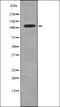 TYRO3 Protein Tyrosine Kinase antibody, orb336106, Biorbyt, Western Blot image 