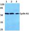 Cyclin A1 antibody, AP06080PU-N, Origene, Western Blot image 