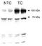 Angiogenic factor with G patch and FHA domains 1 antibody, TA309567, Origene, Western Blot image 