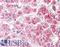 Aldh3 antibody, LS-C112704, Lifespan Biosciences, Immunohistochemistry paraffin image 