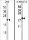 Ribosomal Protein L18a antibody, LS-C162702, Lifespan Biosciences, Western Blot image 