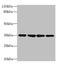 Mitochondrial Ribosomal Protein L3 antibody, A59862-100, Epigentek, Western Blot image 