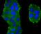 Thioredoxin Interacting Protein antibody, A01409-2, Boster Biological Technology, Immunocytochemistry image 