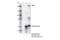 Bromodomain-containing protein 4 antibody, 63759S, Cell Signaling Technology, Immunoprecipitation image 