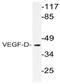 Vascular endothelial growth factor D antibody, AP20769PU-N, Origene, Western Blot image 