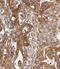 Cystathionine beta-synthase antibody, FNab01327, FineTest, Immunohistochemistry paraffin image 