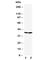 Solute Carrier Family 10 Member 1 antibody, R30755, NSJ Bioreagents, Western Blot image 
