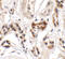 UHRF1 Binding Protein 1 antibody, 6459, ProSci Inc, Immunohistochemistry frozen image 