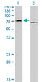 EWS RNA Binding Protein 1 antibody, LS-B6082, Lifespan Biosciences, Western Blot image 