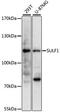 Extracellular sulfatase Sulf-1 antibody, 15-207, ProSci, Western Blot image 