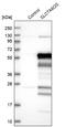 Solute Carrier Family 7 Member 6 Opposite Strand antibody, NBP1-82260, Novus Biologicals, Western Blot image 