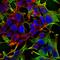 Neuroligin 3 antibody, orb151018, Biorbyt, Immunofluorescence image 