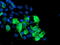 Sentrin-specific protease 2 antibody, TA800123, Origene, Immunofluorescence image 