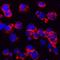 HA tag antibody, MAB0601, R&D Systems, Immunofluorescence image 