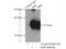 ELAV Like RNA Binding Protein 1 antibody, 11910-1-AP, Proteintech Group, Immunoprecipitation image 