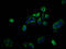 Phosphatidylinositol Glycan Anchor Biosynthesis Class Q antibody, LS-C681051, Lifespan Biosciences, Immunofluorescence image 