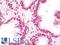 Negative Elongation Factor Complex Member A antibody, LS-B10744, Lifespan Biosciences, Immunohistochemistry paraffin image 