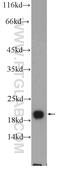 Neurocalcin Delta antibody, 12925-1-AP, Proteintech Group, Western Blot image 