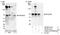 Protein Phosphatase 2 Regulatory Subunit B''Beta antibody, NB100-41411, Novus Biologicals, Western Blot image 