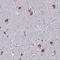 KIAA1324 Like antibody, NBP1-94056, Novus Biologicals, Immunohistochemistry frozen image 