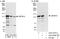 Zinc Finger And BTB Domain Containing 10 antibody, A303-258A, Bethyl Labs, Immunoprecipitation image 