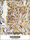 Cold-inducible RNA-binding protein antibody, 63-800, ProSci, Immunohistochemistry paraffin image 