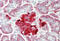 ERO1-like protein beta antibody, MBS248127, MyBioSource, Immunohistochemistry frozen image 