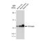 S100 Calcium Binding Protein A1 antibody, GTX03223, GeneTex, Western Blot image 