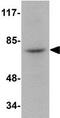 RIPK1 antibody, ab106393, Abcam, Western Blot image 