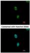 Splicing Factor 3b Subunit 3 antibody, NBP1-31281, Novus Biologicals, Immunofluorescence image 