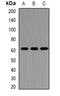 Perforin 1 antibody, orb381984, Biorbyt, Western Blot image 