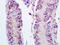 FAST Kinase Domains 5 antibody, GTX60304, GeneTex, Immunohistochemistry paraffin image 