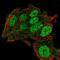Chromosome 2 Open Reading Frame 72 antibody, NBP1-93551, Novus Biologicals, Immunofluorescence image 