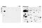 PKC Substrate  phosphate antibody, 2261S, Cell Signaling Technology, Western Blot image 