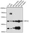 NPHS2 Stomatin Family Member, Podocin antibody, 16-918, ProSci, Western Blot image 
