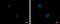 Zinc Finger Protein 639 antibody, GTX120528, GeneTex, Immunocytochemistry image 