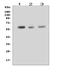 RUNX Family Transcription Factor 2 antibody, GTX00829, GeneTex, Western Blot image 