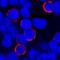 SPN antibody, MAB2038, R&D Systems, Immunofluorescence image 