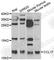 C-C Motif Chemokine Ligand 17 antibody, A2854, ABclonal Technology, Western Blot image 