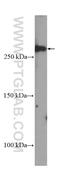 DOP1 Leucine Zipper Like Protein A antibody, 25569-1-AP, Proteintech Group, Western Blot image 