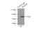 RAB3A Interacting Protein antibody, 12321-1-AP, Proteintech Group, Immunoprecipitation image 