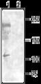 Voltage-dependent T-type calcium channel subunit alpha-1I antibody, GTX16604, GeneTex, Western Blot image 