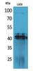 Platelet Derived Growth Factor D antibody, A01875, Boster Biological Technology, Western Blot image 