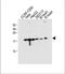 Ribosomal Protein L23a antibody, A06803-1, Boster Biological Technology, Western Blot image 